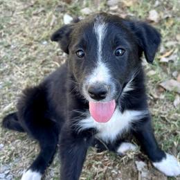 Diamond ABCA Reg. - Black and white female Border Collie puppy in Shawnee, Oklahoma from Cross K Working Collies - Pure Bred Border Collies