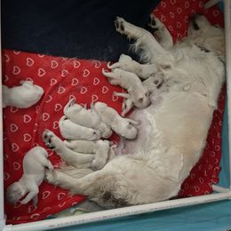 Girl 6 - Light golden female Golden Retriever puppy in Ankeny, Iowa from Starbrite Golden Retrievers
