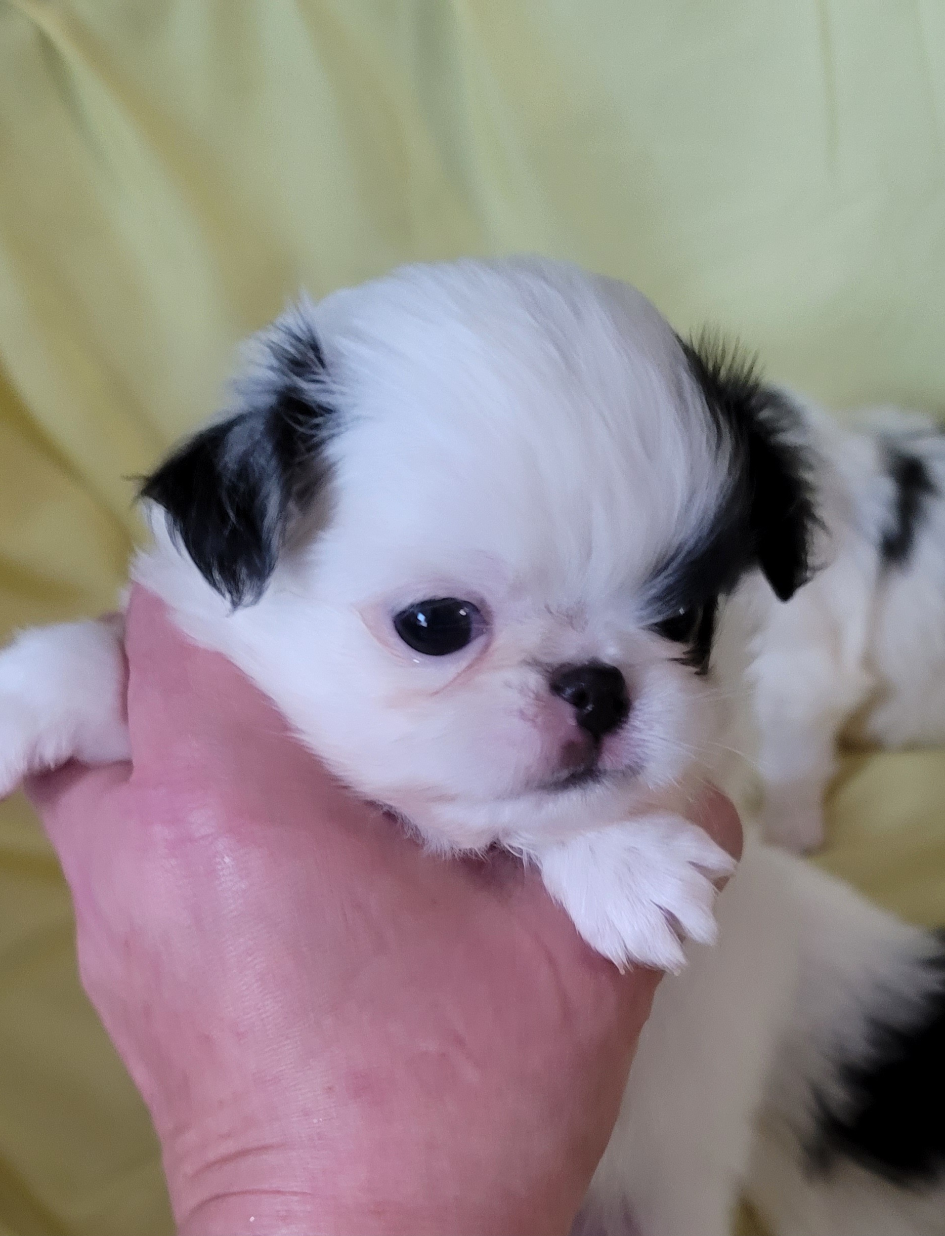 Cavalier King Charles Spaniels and Japanese Chins from KonopkaKennelsLLC