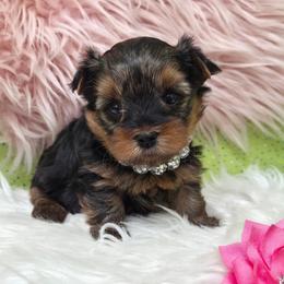 Gemma - Blue and gold female Yorkshire Terrier puppy in Monticello, Iowa from Ashley’s Puppies