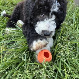 Aussiedoodle, Australian Shepherd, and Poodle Puppies from Love my doodles/ Aussiedoodle love