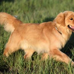 Goose - Golden Retriever
