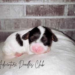Eu te amo - Tri-color female Cavapoo puppy in Knoxville, Tennessee from Adventure Doodles Club