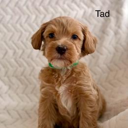 Tad - Apricot male Australian Labradoodle puppy in Londonderry, New Hampshire from Granite State Labradoodles