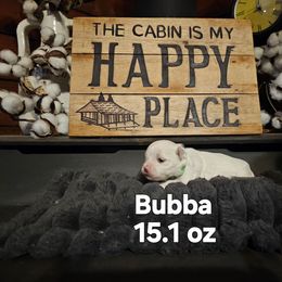 Bubba - White male Maltese puppy in Terrell, Texas from PBJ Farms