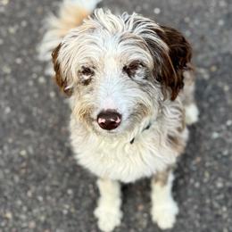 Bean - Aussiedoodle