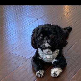 Shih Tzu All Grown Up from AKC Shih Tzu of California