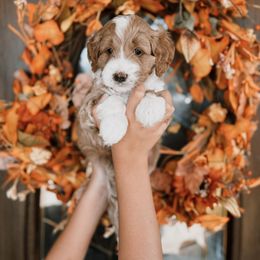 Navy Boy - Red  male Goldendoodle puppy in Beecher, Illinois from Cherry Lane Doodles