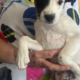 Billy - Tri-colored male Parson Russell Terrier puppy in Apple Valley, California from Jumping Jack's Russell Terriers