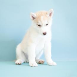 Calvera - Red and white male Siberian Husky puppy in Meadow Vista, California from Thistle Hill Siberians