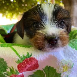 Cosmo - Parti male Yorkshire Terrier puppy in Stockton, California from Lala & Co.