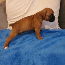 Boxer Puppies from Kimberly's Boxers