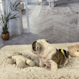 Bulldog Puppies from Sweet Rolls
