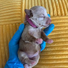 Reggie - Wheaten female Miniature Schnauzer puppy in Hemet, California from Journee Home Mini Schnauzers