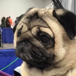 Biewer Terriers, Cotons de Tulear, Havanese, and Pugs from Liberty Show Dogs