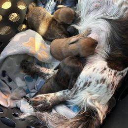 Dachshund puppies from Always Darling Dachshunds