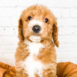 Happy - Goldendoodle puppy in Lehi, Utah from Larsen Litters
