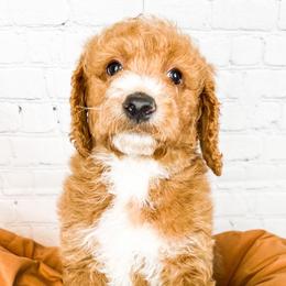 Happy - Goldendoodle puppy in Lehi, Utah from Larsen Litters