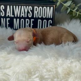Dachshund and Great Dane Puppies from Florida Mini Dachshunds