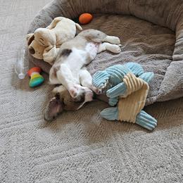 Cardigan Welsh Corgi Puppies from Squires Corgi Cottage