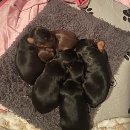 Yorkshire Terrier Puppies from Wagsly Yorkie Puppies