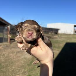 Max - Dapple male Dachshund puppy in Nashville, Arkansas from Cuddles n Curls