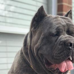 Zer0 - Cane Corso