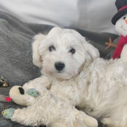 Atlas: OFA and CHIC parents - White male Coton de Tulear puppy in Westfield, North Carolina from Legacy Pets