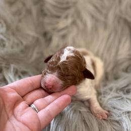 Dolly - Parti female Poodle puppy in Osyka, Mississippi from Southern Sunshine Standards