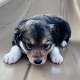 Myrrh - Saddleback sable female Border Collie puppy in Keller, Texas from Bordercollieblues