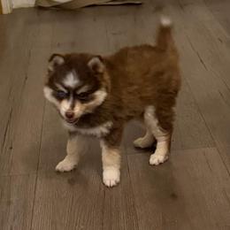 Choco - Chocolate male Pomsky puppy in Sacramento, California from 916 Pomskies