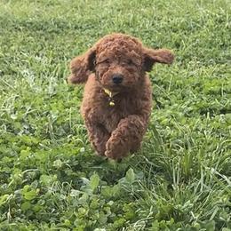 Valerie - Red  female Goldendoodle puppy in Dawsonville, Georgia from As You Wish Doodles
