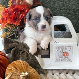 Hazel - Blue female Pembroke Welsh Corgi puppy in Paxton, Illinois from McGovern Family Corgis