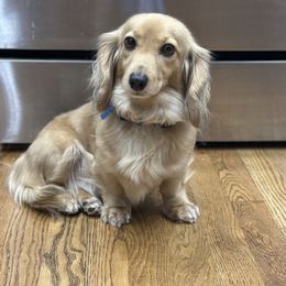 Cece - Dachshund