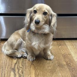Cece - Dachshund