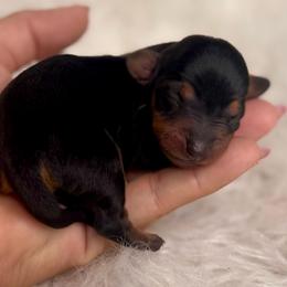 Clover - Black and tan female Dachshund puppy in Fayetteville, Arkansas from Natural State Dachshunds
