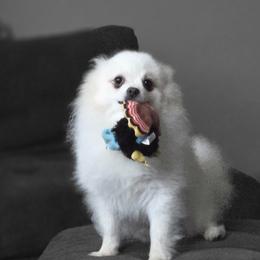 Chihuahuas, Companion Crosses, and Pomeranians from Abby's Pampered Pooches