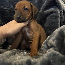 Purple - Rd whtn blk nose female Rhodesian Ridgeback puppy in Ocala, Florida from DogWood Kennels