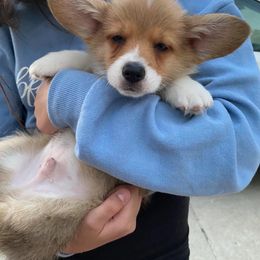 Pembroke Welsh Corgi Puppies from South Texas Blue Collar Corgis