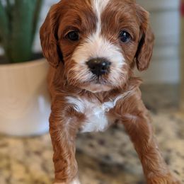Cavalier King Charles Spaniel and Cavapoo Puppies from Terrace Cavaliers and Cavapoo’s