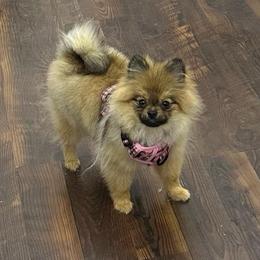 Shortbread - Cream sable female Pomeranian puppy in Macon, Georgia from Pomflower Pomeranians