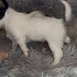 Teddy - White and sable male Papillon puppy in Howe, Oklahoma from Southern Sweet Papillons