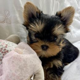 Milo - Black and tan male Yorkshire Terrier puppy in New York from Yorkies Boutique