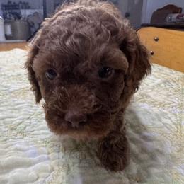 Drew - Red male Cockapoo puppy in Sheridan, Missouri from Shepherdsfold’s Cockapoos