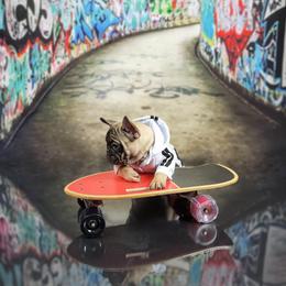Bulldog and French Bulldog Puppies from AdoraBull Bulldogs
