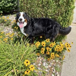 Coco - Bernese Mountain Dog