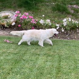 Greycee  - Golden Retriever