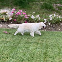 Greycee  - Golden Retriever