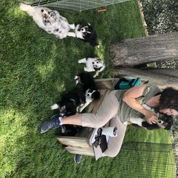 Australian Shepherd Puppies from Highline