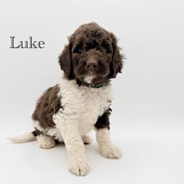 Luke - Chocolate male Goldendoodle puppy in Milford, Pennsylvania from Doodles Are Golden